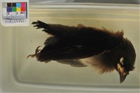 藏品(樹鵲)的圖片